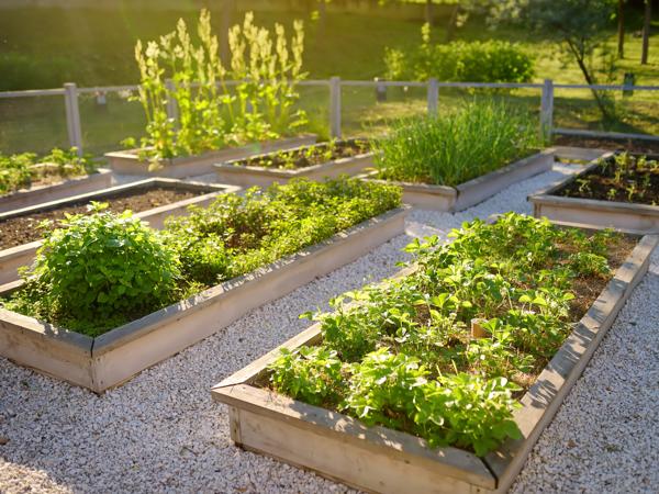 Community Garden Vegetables