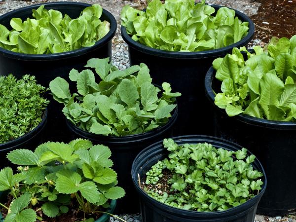 Container herb garden