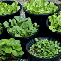 Container herb garden