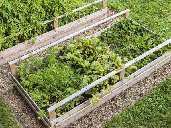 raised garden beds