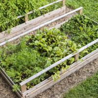 raised garden beds