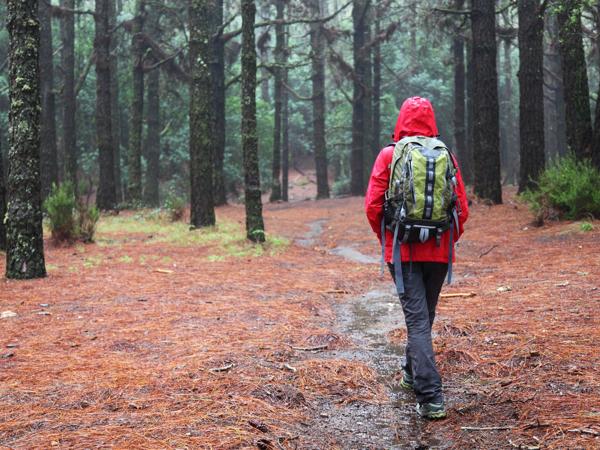 hiker rain forest