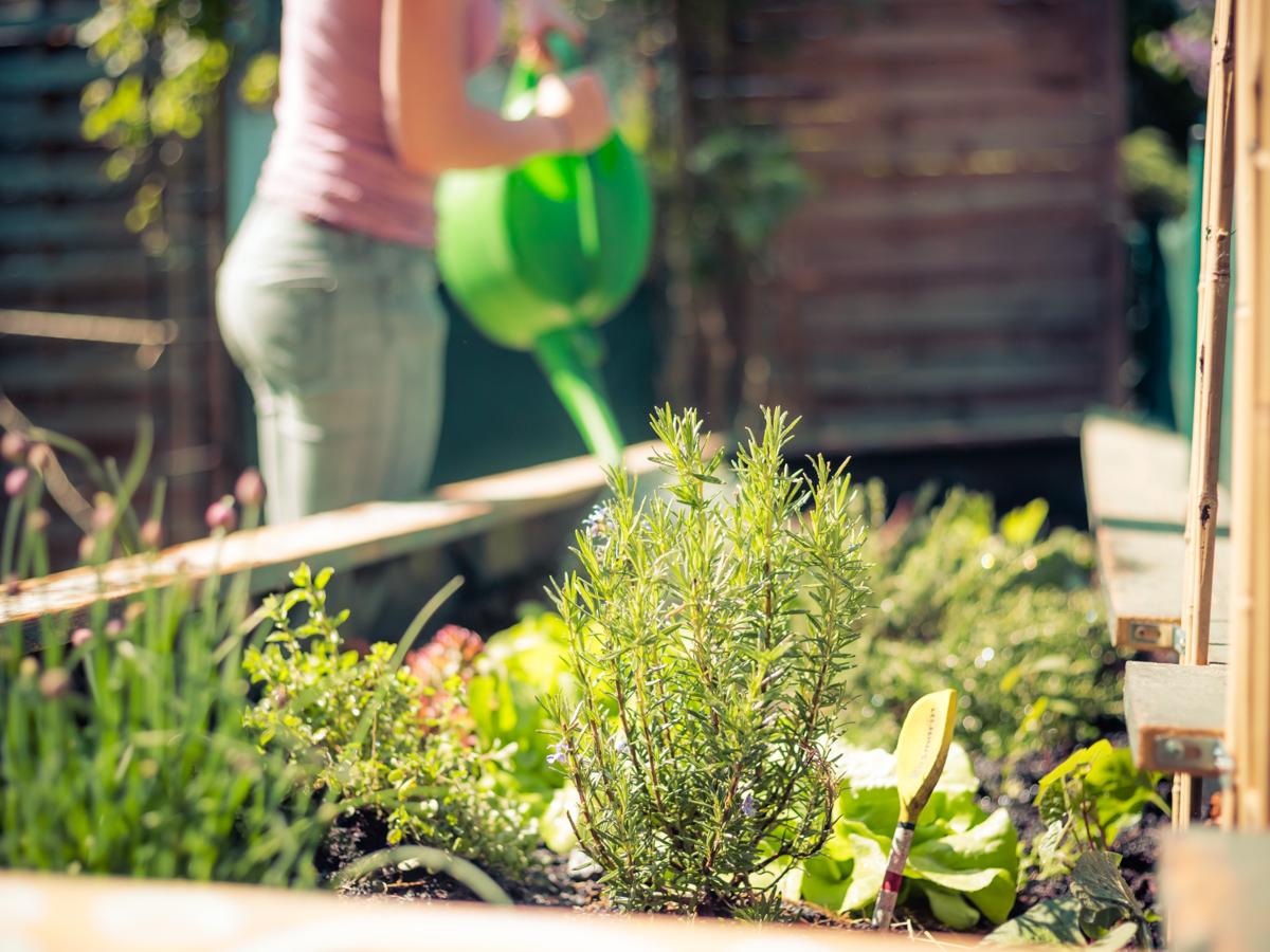 Gardening herbs