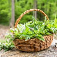 Common Nettle Harvest