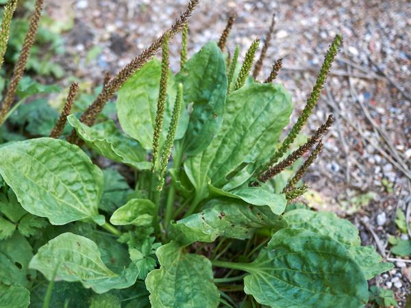 Plantago major plant