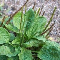 Plantago major plant