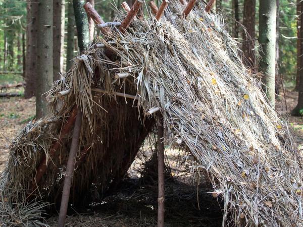 Forest Hut