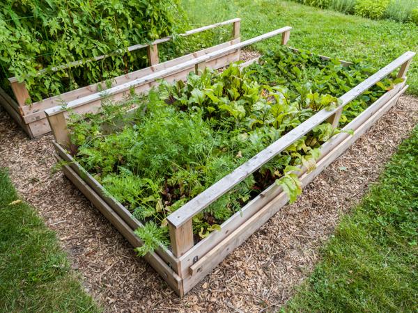 vegetable garden